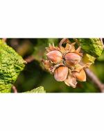 Green World Organic Hazelnut Tree Seeds 750 g