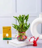 Nurturing Green Lucky Bamboo Plant In Pot With Dual Head Red Bottle Sprinkler And Nozzle For Watering Plants