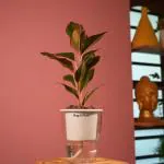 Hug A Plant Aglaonema Lipstick - Live Plant (With 5 Inch Self-Watering Pot & Plant) (Color: White)