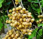 Cloud Farm Hybrid and Rare Dwarf Longan Litchi Plant - 180 mm CF65671