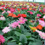Ashokavanam Gerbera Daisy (Any Colour) Plant