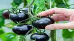 PLATONE Seeds Black Tomato F1 Hybrid Heirloom(Pack Of1000 x seeds)