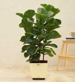 UGAOO Ficus Lyrata Bambino Natural Live Indoor Plant With Pot (Extra Large)