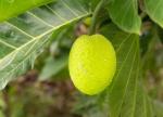 Cloud Farm Hybrid and Rare Dwarf Artocarpus Altilis Breadfruit Plant - 200 mm CF33