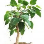 ROOKHRAJ PAUDHSHALA Peepal (Ficus Religiosa) Live Plant