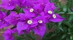 Platone Bougainvillea Plant Live Blue Bougainvillea Beautiful Flower Plant For Home Balcony - Healthy Live 1 Flower Plant