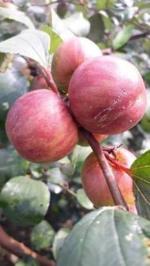 Cloud Farm Sundari Apple Ber Healthy Plant. [CF03]