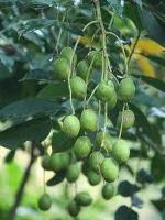 Cloud Farm Hybrid Kincam Amra Plant - 200 mm