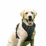 Hundur Store No-Pull Adjustable Outdoor Reflective Oxford Material Vest Dog Harness for Easy Control for medium dogs