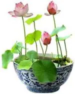 Tamransh Lotus Seeds, 300 Seeds