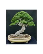 Afflorance Pine Tree Seeds