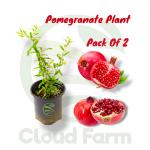 Cloud Farm Afghan Dwarf Variety Pomegranate Plant, Pack Of 2,SCF_245