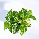 GREENLIVE TRADERS Live Money Plant