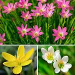 PARYAVARAAN Zephyranthes Rain Lily Flower Bulbs, Multicolour - Pack of 2 Pieces
