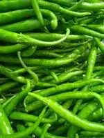 PARYAVARAAN Pusa Sadabahar Chilli/mirch Seeds -60 Seeds Pack for Kitchen Gardening