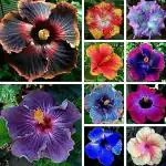 NooElec Seeds India 35+ Seeds- Giant Hibiscus Flower Seeds Hardy,Mix Color, Seeds For Planting