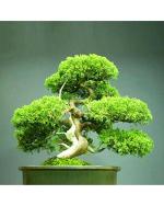 Red Juniperus Virginiana Tree Seeds