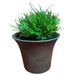 Ashokavanam Dragon's tongue Plant (Hemigraphis Repanda Green)