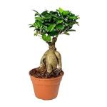 Guru 24 Hours Ginseng Grafted Ficus Indoor Real Bonsai Live Plants - 5 Year Old