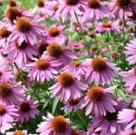 NooElec Seeds India 50+ Seeds- Perennial Echinacea Purple Coneflower Wild Flowers Great for Cutting