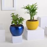 FlowerAura Decorative Set of 2 (Jade & Chamandorea Palm Plant) Air Purifying Live Indoor Plants In Blue & Yellow Metal Vase Pot For Living Room, Balcony, Bedroom, Office/Home Decoration And Gifts For Friends, Colleagues, Relatives & Neighbours