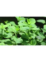 Odiplantz Ajwain Live Plant