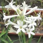 Plantzoin Mexican tuberose Rajanigandha Agave amica Live Plant