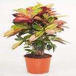 Kapebonavista Codiaeum Variegatum Mrs. Iceton Croton Plant