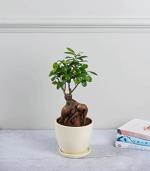 Nurturing Green Air Purifier Ficus Bonsai Live Plant In Ivory White Pot For Home