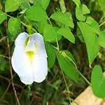Kapebonavista Safed Koyala Aparajita Gokurna Sangu pushpam Shankha Pushpa Asian Pea cordofan Pea Darwin Pea Clitoria Ternatea Linn Living Plant with Poly Bag