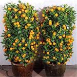 Heaven Of Saplings Orange Plant (Pack of 1)