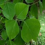 Kapebonavista Chauldua Lenten tree Pangara Erythrina variegata plant