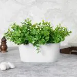 Elemntl Artificial Jade Plant Bush in White Tray