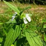 Kapebonavista Bishkhapru Deldona Dronapushpi Chitrakshupa Dhurpisag Head Leucas Chitrapathrika Roth Spreng Leucas Cephalotes Living Plant in Poly Bag