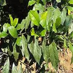 Kapebonavista Sand Paper Tree Sahada hirtonimranu Daheya Streblus asper plant