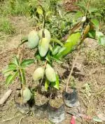 OXY GREEN PLANT All time Vastara Mango fruit plant