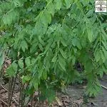 Kapebonavista Sweet Leaf Bush Star Gooseberry Multi Vitamin Plant Madhuracheera Thavasi Keerai Chekurmanis Living Plant in Poly Bag