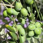 Globalplants sweet olive plant jalpai fruit plant