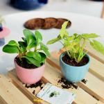 FlowerAura Decorative Set Of 2 Air Purifying Live Indoor Plant With Ceramic Pot Vase For Living Room, Balcony, Table Corner, Office/Home Decoration