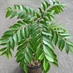 Cloud Farm Hybrid and Curry Leaves, Curry Leaf Plant - 200 mm CF201123