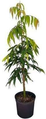 ADITYA GREEN PLANTS AGP Green Ashok Long Tree Live Plant in Poly Bag