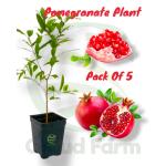 Cloud Farm Thailand Hybrid Red Anar/Pomegranate Fruit Plant, Pack Of 5,SCF_287