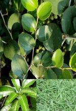 Odiplantz Mango Leaf's (5 Piece), Ber Leaf's and Doob Grass(Combo Pack) for Rituals(Puja)