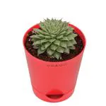 UGAOO Echeveria Grapt Silver Star Succulent Live Plant with Pot