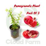 Cloud Farm Afghan Dwarf Variety Pomegranate Plant, Pack Of 3,SCF_246