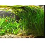Blueheavens Aquatic plan - Background plant - Vallisneria | Pack of 10 plants