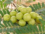 PLATONE Amla Indian Gooseberry Amliki living plant, it is a plant not a seed(Pack Of1)