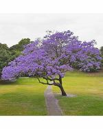 Green World Organic Jacaranda Mimosifolia Tree Seeds 1000 g