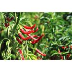 CooPany High Yielding Mircha/ Menasinakai/ Chilli Vegetable Seeds (100)