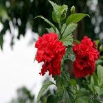 Platone Hibiscus Plant (KH-365)